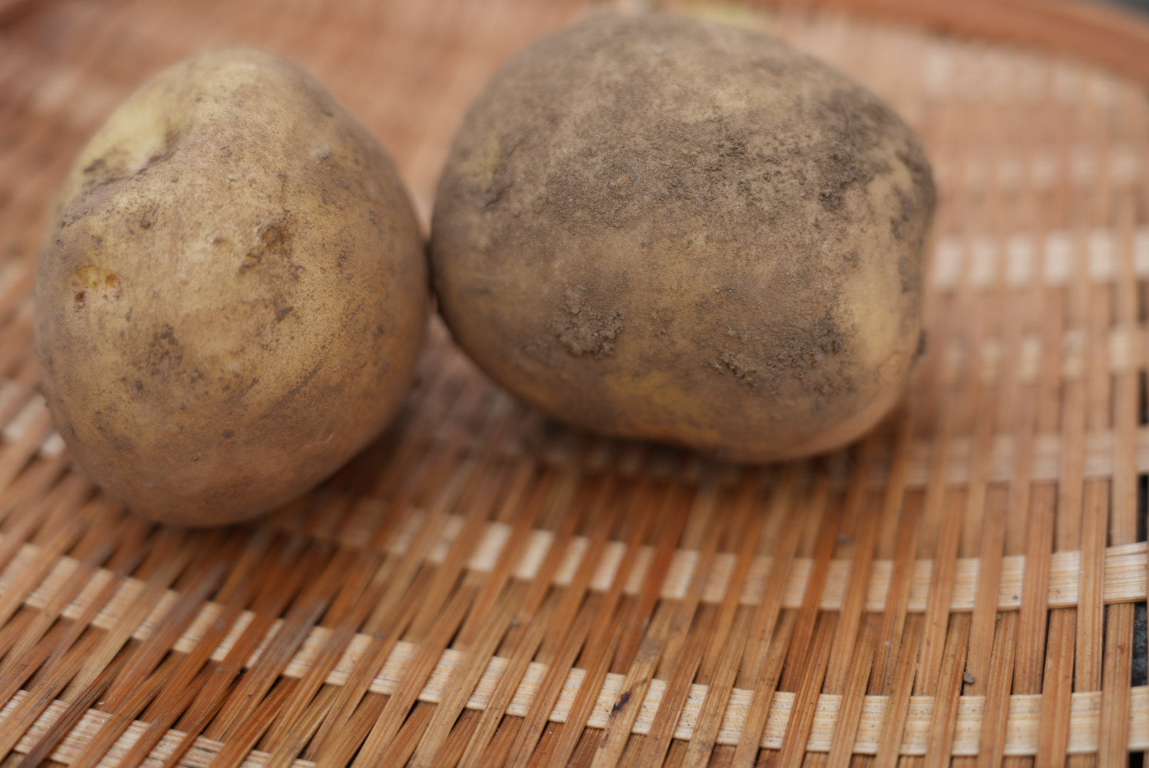 泊まれる農家の季節のやさいセット