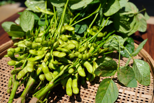 夏の味わう！シャキッと朝どれ枝豆