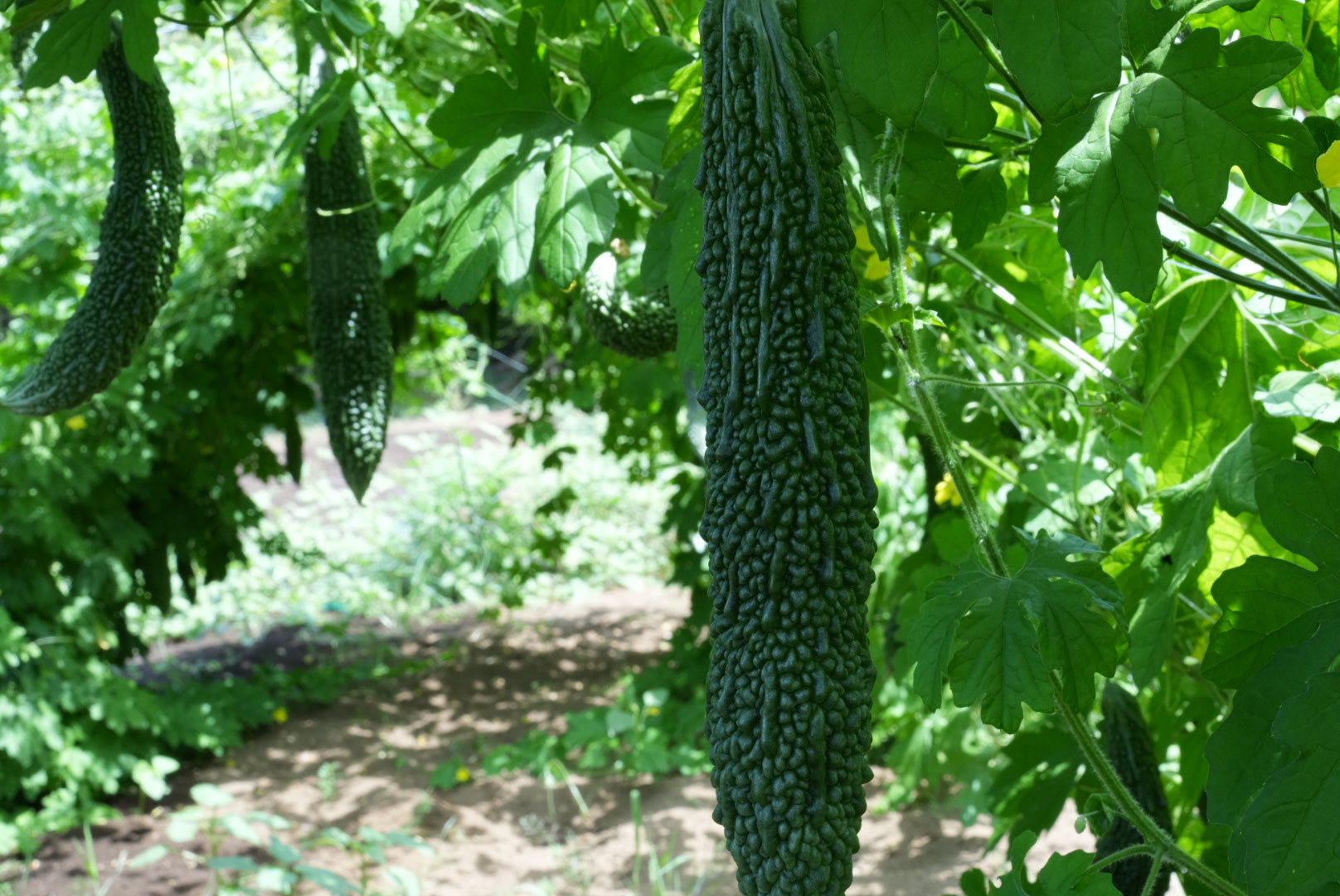 泊まれる農家の季節のやさいセット