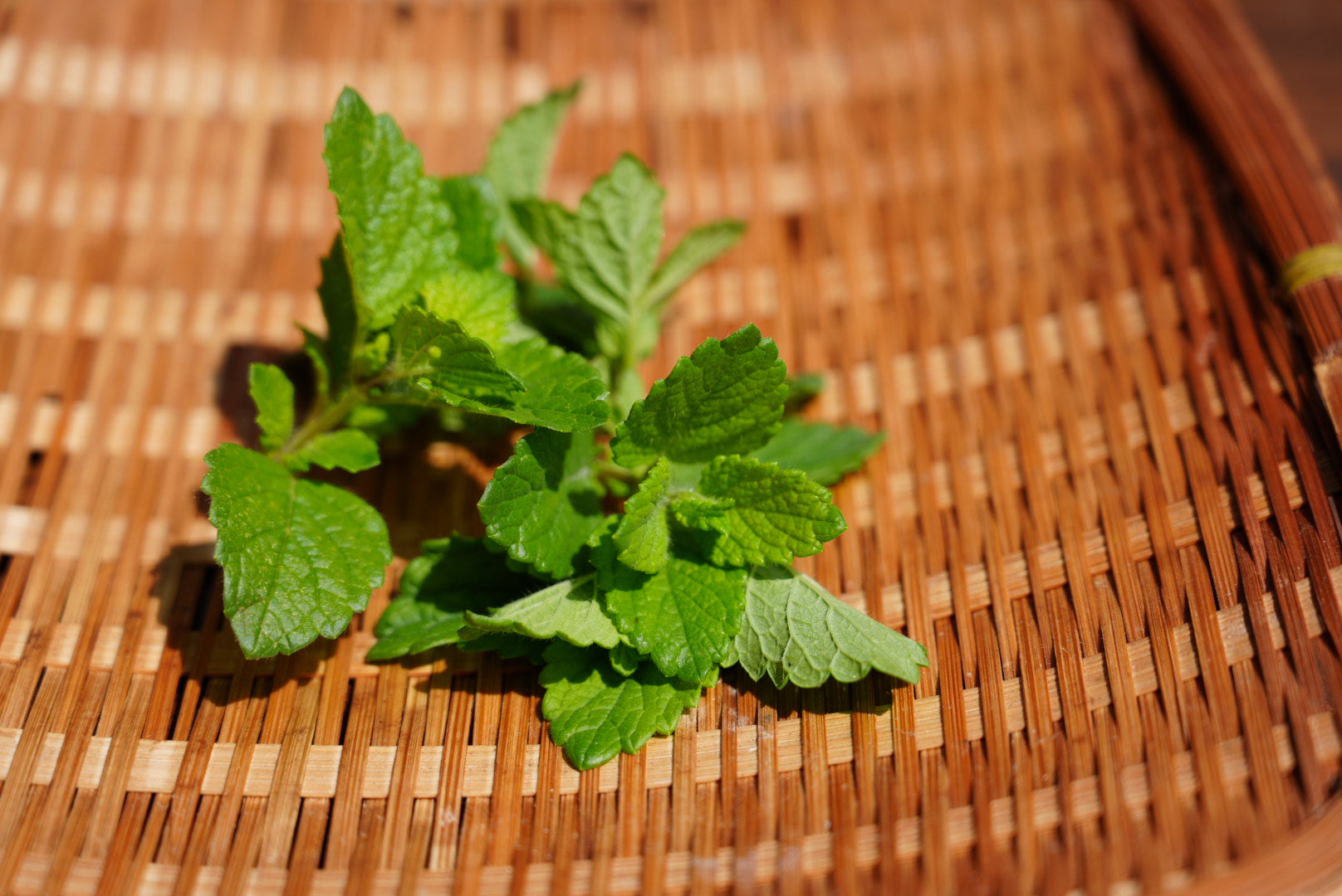 泊まれる農家の季節のやさいセット