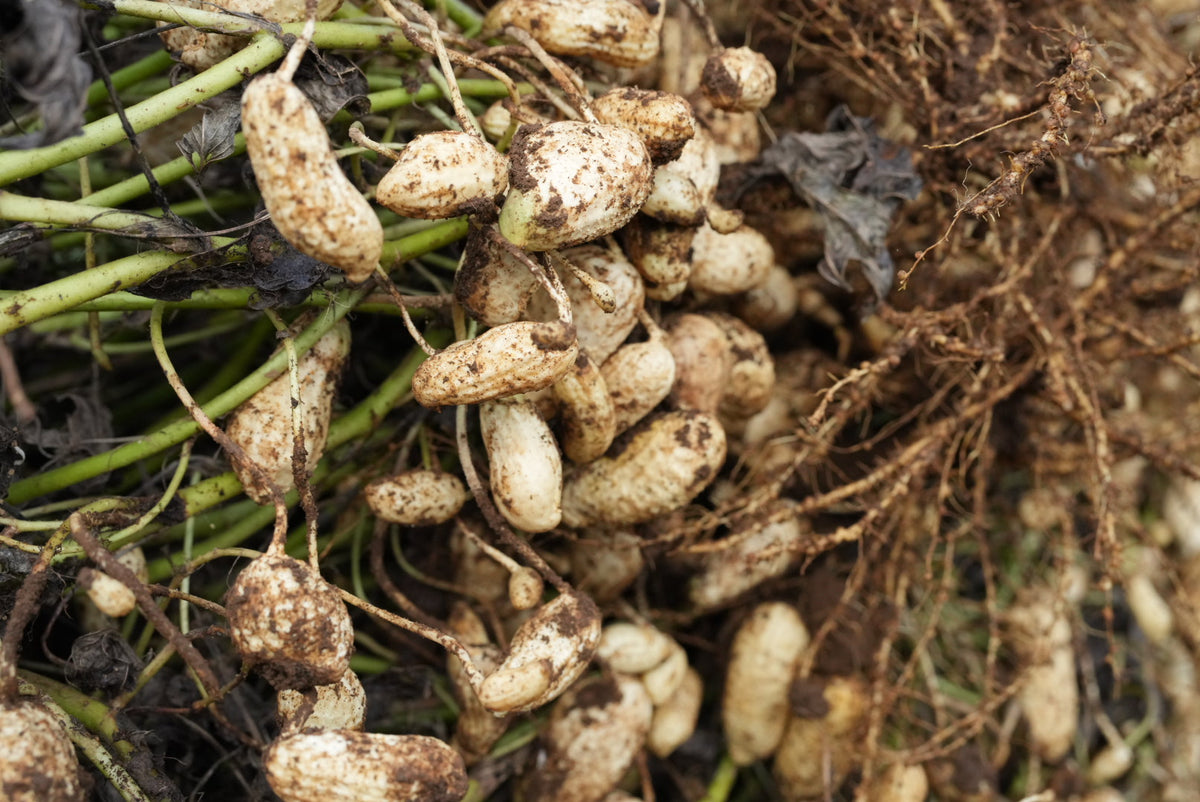 【季節限定・八街産】茹で用落花生 おおまさり